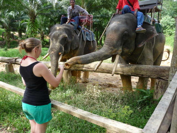 Sally feeding elephants some bananas...