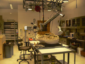 Fossil preparation lab