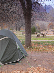 Deer at the campsite, Zion