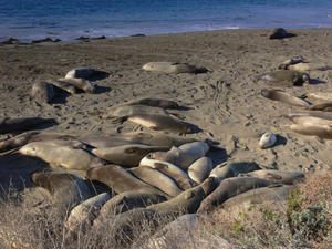 Elephant Seals, San Simeon