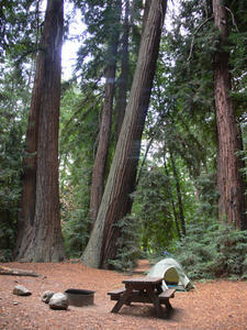 Coastal Redwoods, Phieffer Big Sur State Park