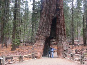 California Tunnel Tree, Mariposa Grove of sequoias, Yosemite