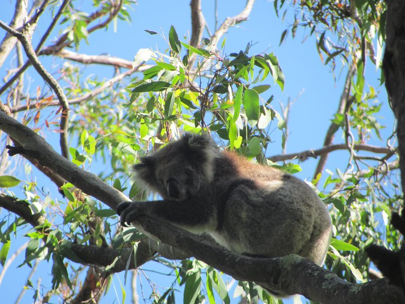 Koala at Wye River