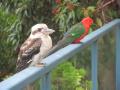 Kookaburra and some colourful bird