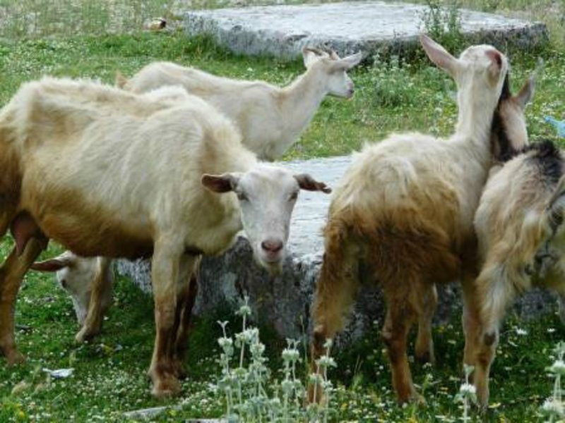 Free Range Goats in Bileca