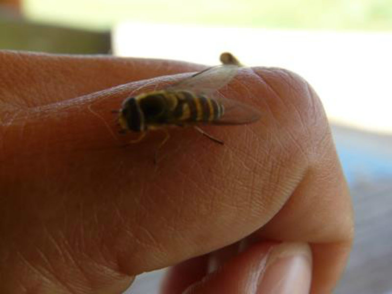 Is it a fly, is it a bee?