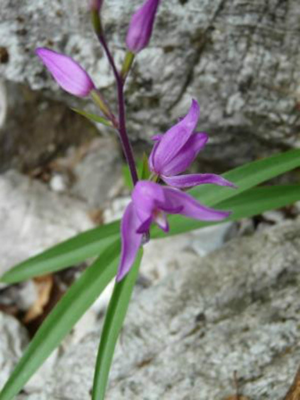 Orchids! in the Valbona Valley