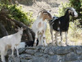 Albanian goats