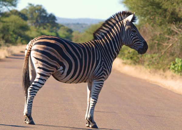 zebra (not) crossing