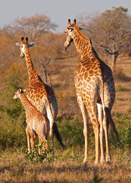 x giraffe family sml