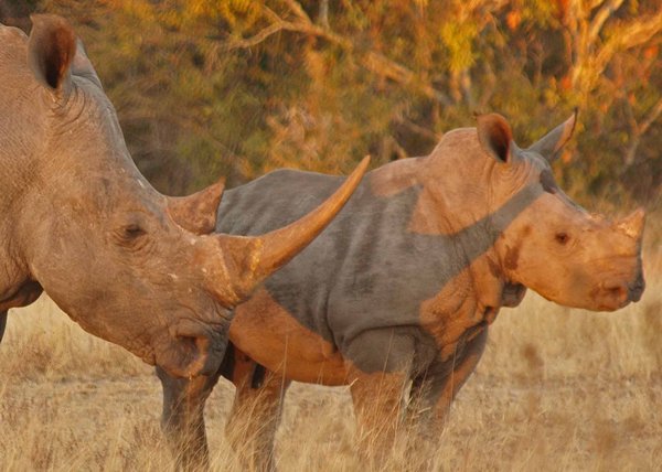 Rhino Family