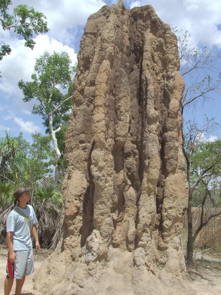 Big termites!