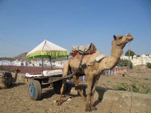 Our chosen mode of transport for the desert