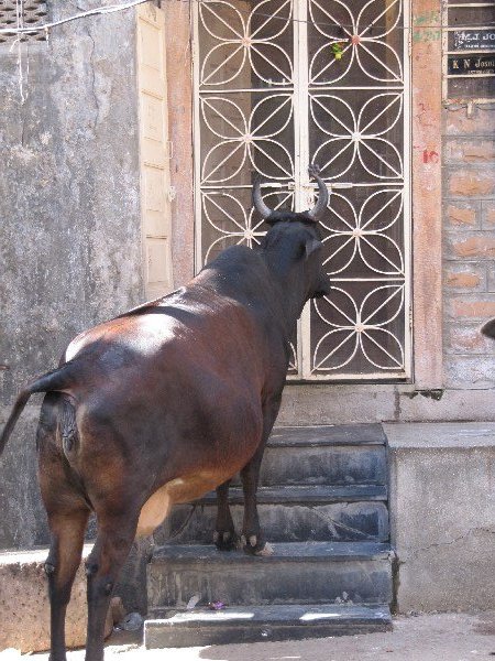Cow @ Gate