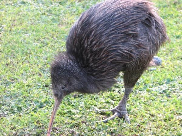 The rare lesser-legged Kiwi