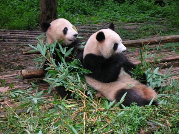 Cute but Grubby Pandas