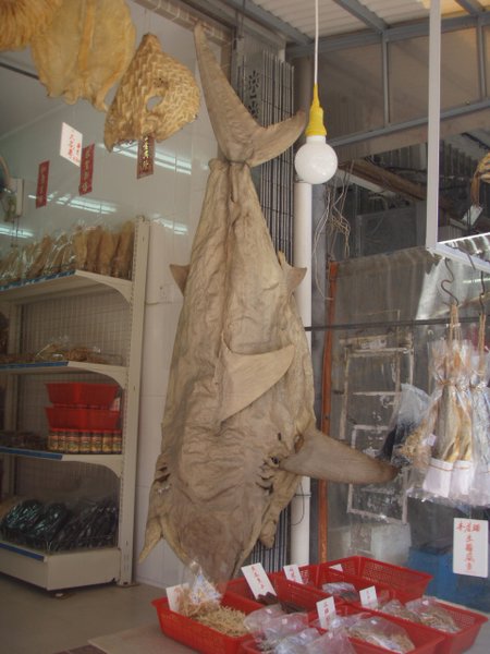 Dried shark skin