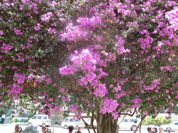 Gorgeous Flowering Tree