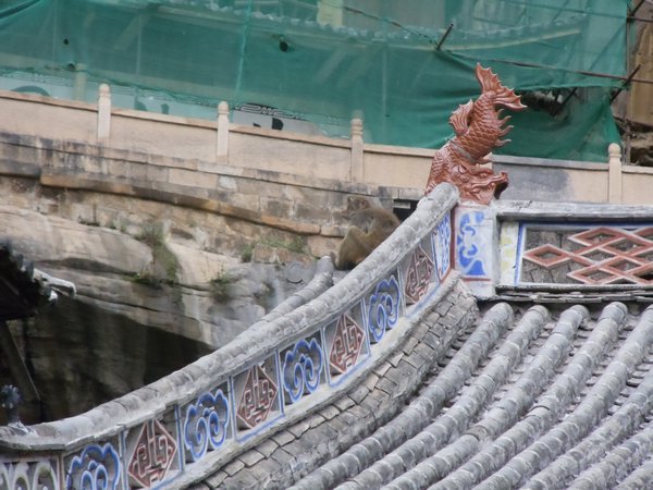 Monkey on the Temple Roof