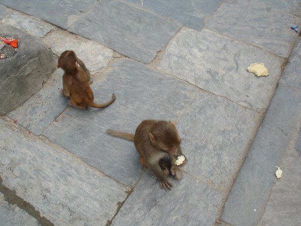 Monkeys at their Temple