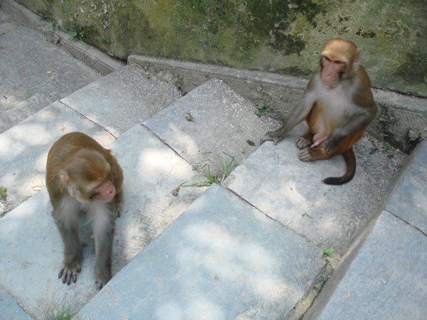 Monkeys at their Temple