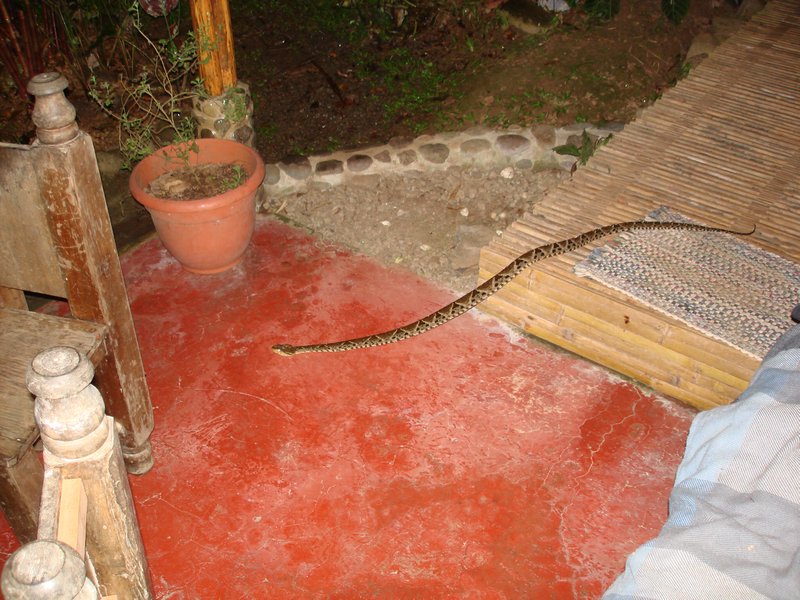 oh look...huge poisounous snake on the porch