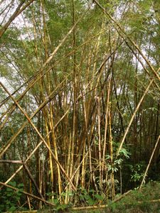 Bamboo looks like giant pickup sticks