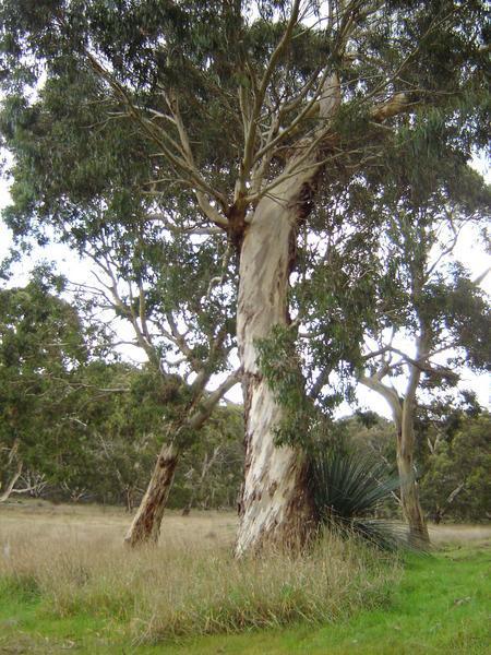 Eucalypt Tree
