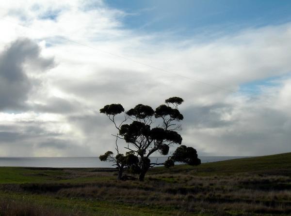 Trees in a Paddock