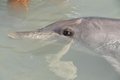 Dolphin Eye