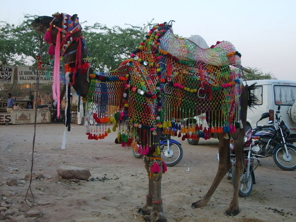 A colourful camel