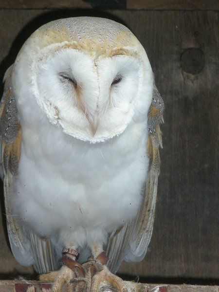 31.8.10 - World of Owls