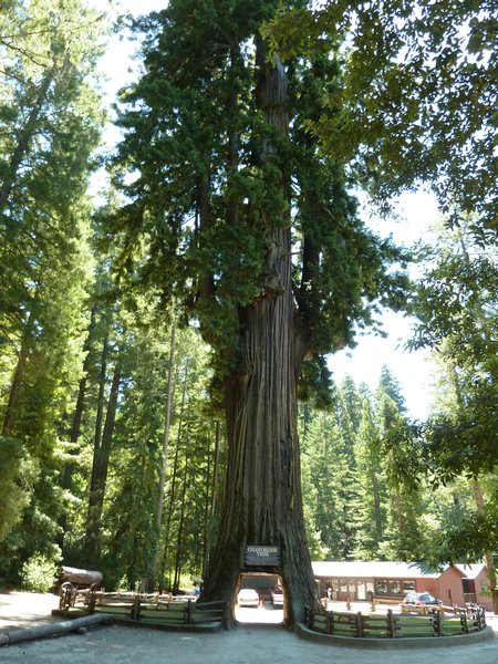 Drive-thru Redwood