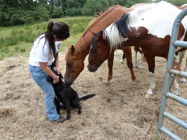The horses licking Sara's dog, Ora