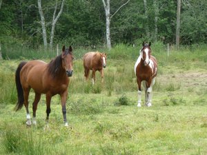 The three horses in the pasture