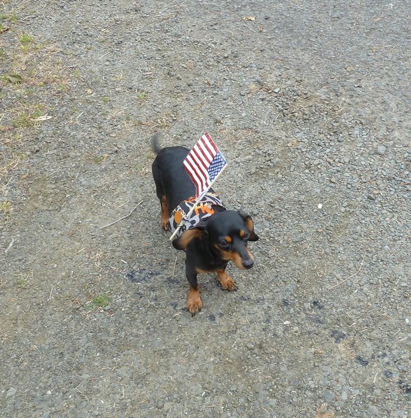 Piper being patriotic