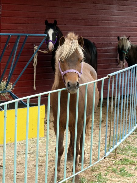 Ponies at the petting corral