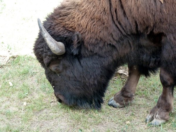 Huge head of one of the bulls