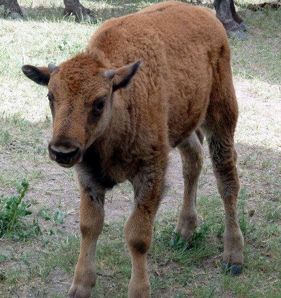 Buffalo calf