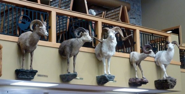 Stuffed goats at the entrance to Cabela's