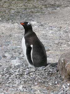 Day Five: Gentoo Penguin, Brown Bluff