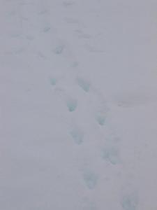 Day Six: Penguin footprints in the snow, George's Point
