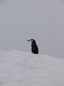 Day Six: Lone chinstrap penguin, George's Point