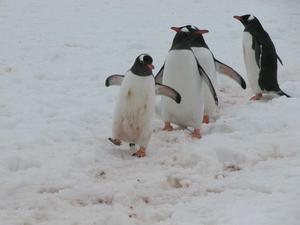 Day Six: Cute penguin waddle