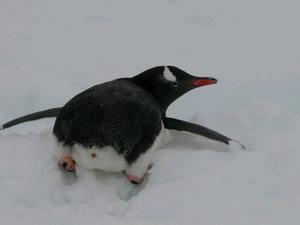 Day Six: Cute penguin bottom