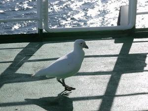 Day Six: A visitor on the boat!