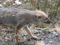 Fox, Torres del Paine