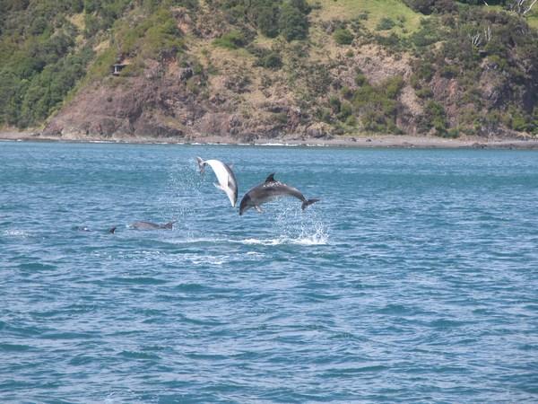 Dolphins jumping, Bay of Islands