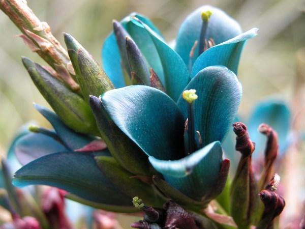 Unknown blue flower, Christchurch Botanic Gardens