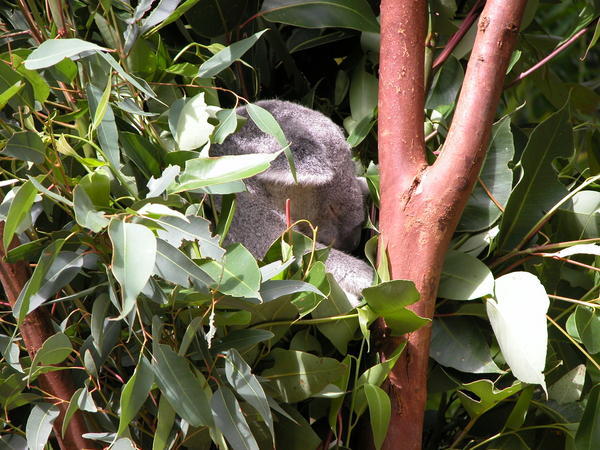 Koala, Australia Zoo